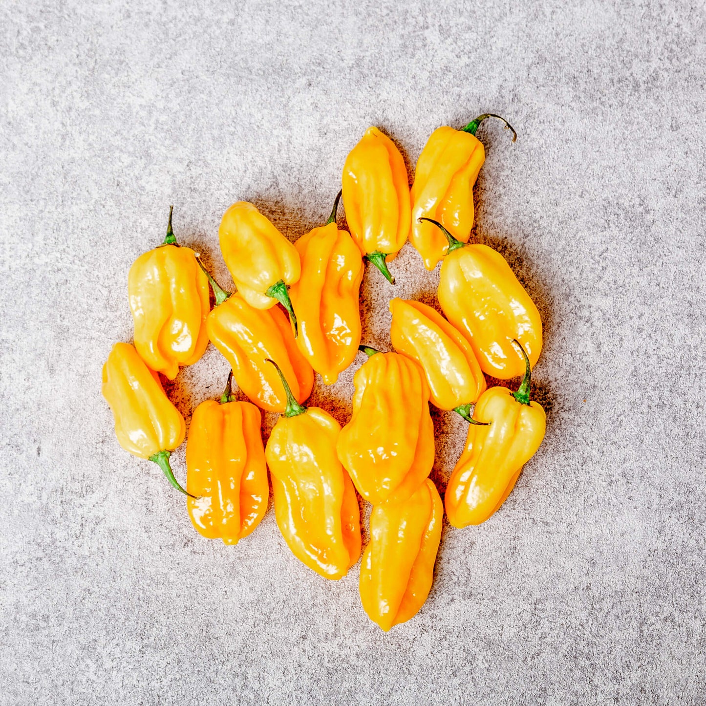 Afrikanische Chili (Habaneros)