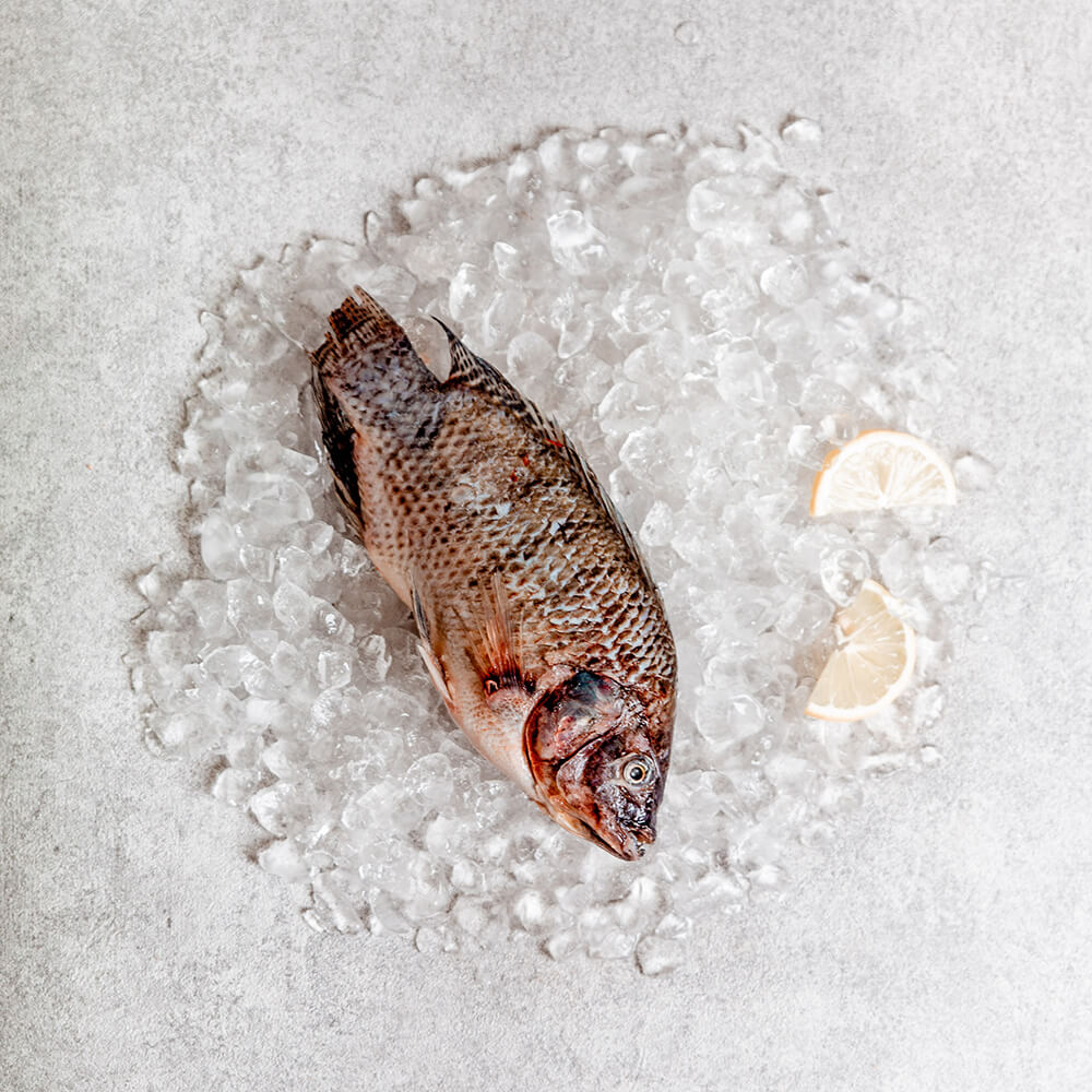 Schwarzer Tilapia
