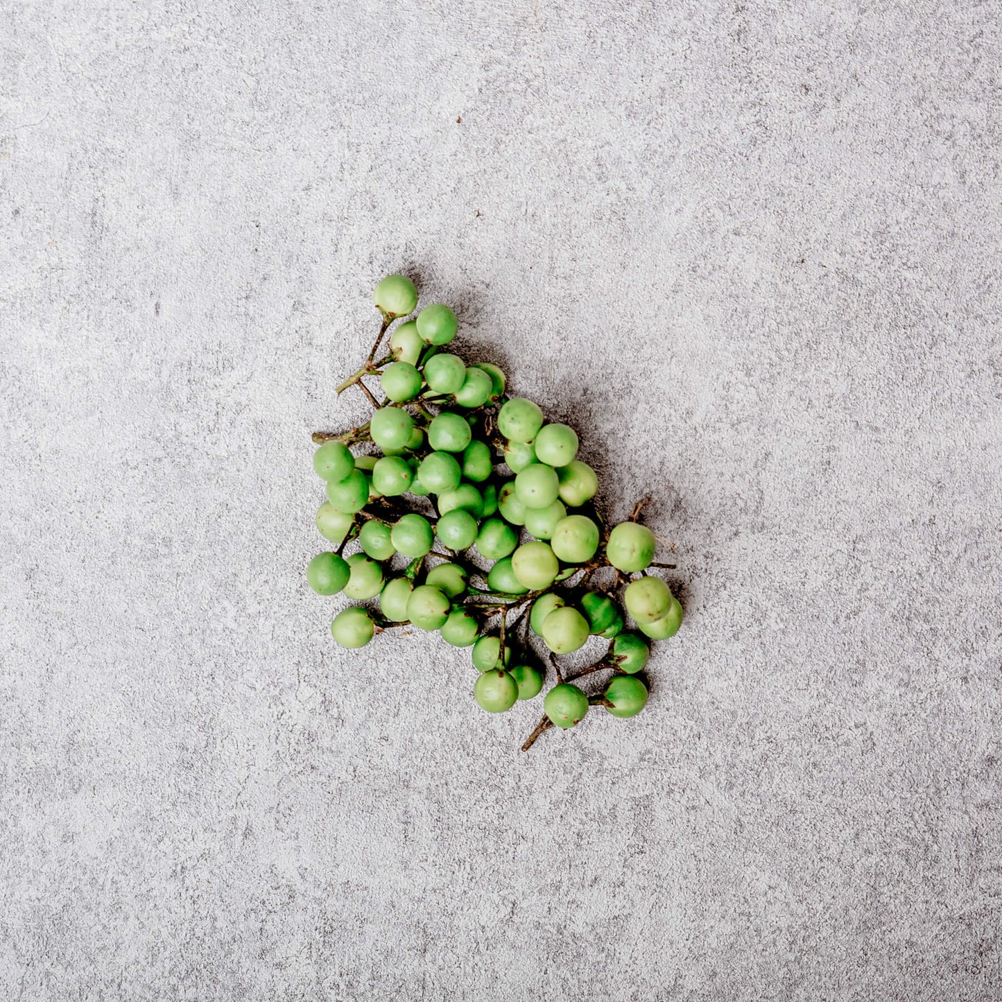 Wild Egglant - Konsusua