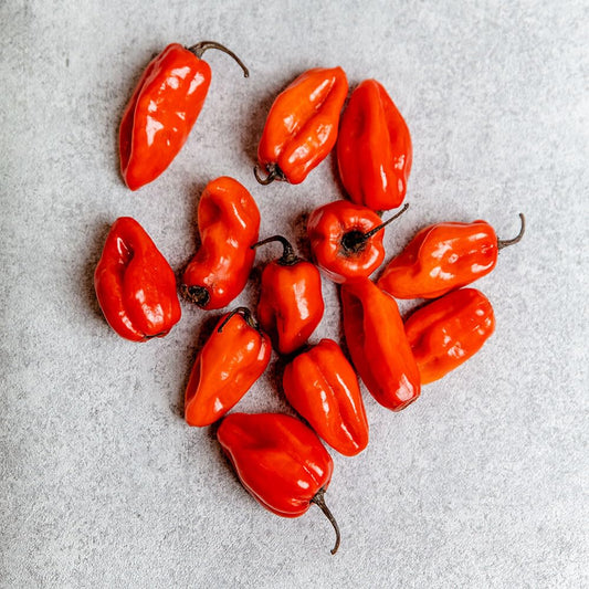500g rote Habanero Chili – Frisch