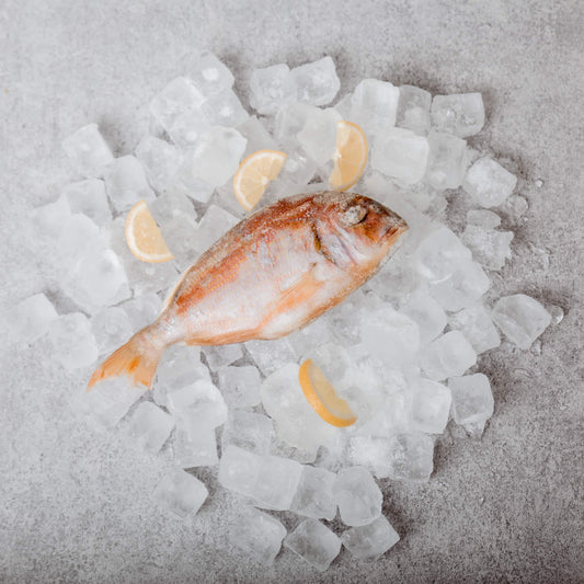 Nördlicher Schnapper (Red Snapper)