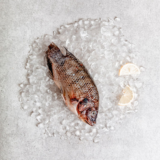 Schwarzer Tilapia